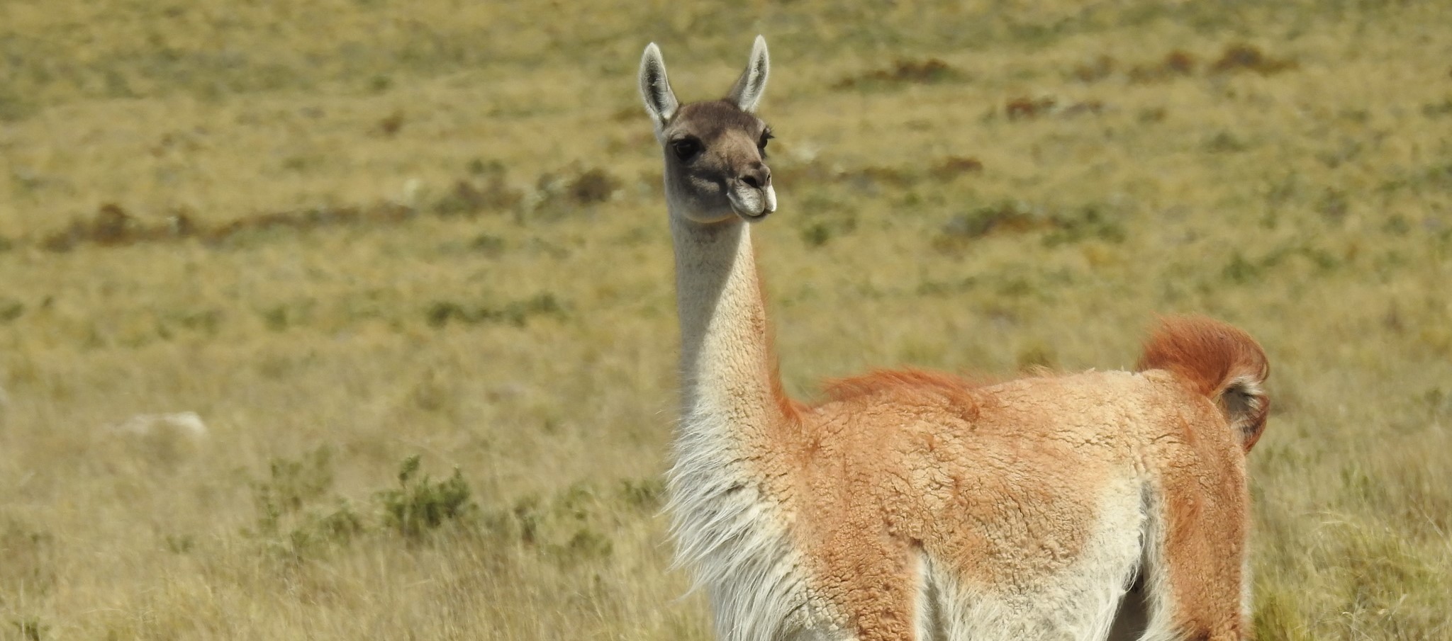 guanaco